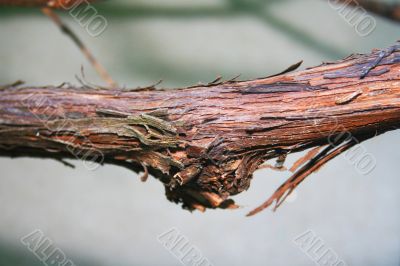 Vine Detail