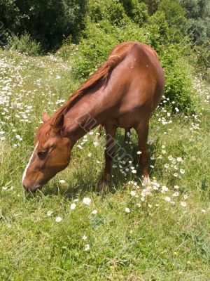  horse