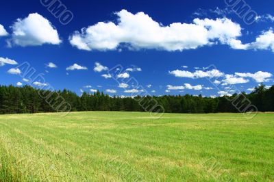 summer country view
