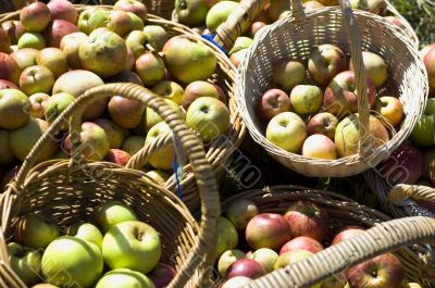 Organic apples in baskets