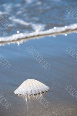 Sea shell on sand