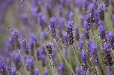 Lavender field