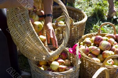 Hand and baskets with apples