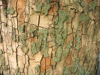  Bark texture