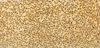 brick background