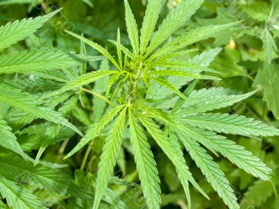 Cannabis