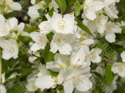Jasmine