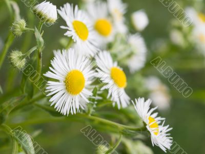Camomiles
