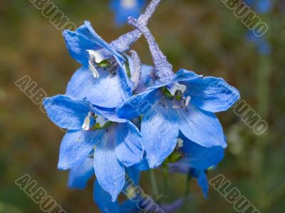 Blue flowers