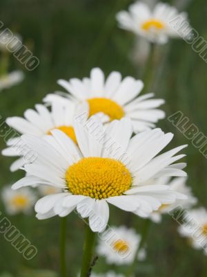 Camomiles
