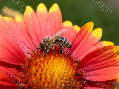 Bee on the flower