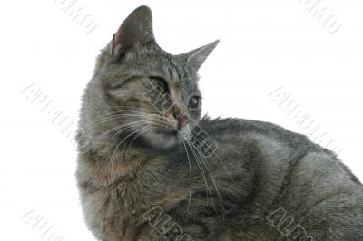 Cat isolated