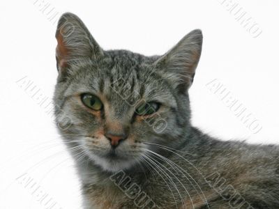 Cat isolated