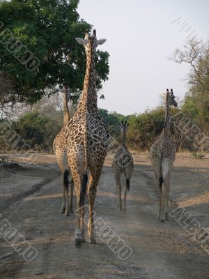 Giraffes