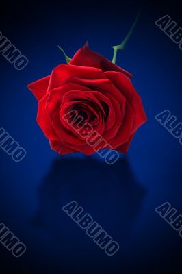 Single rose on blue