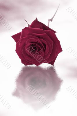 Single purple rose