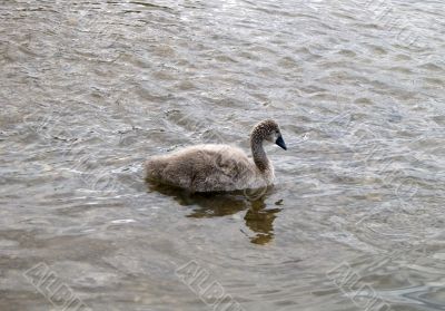 The Ugly Duckling