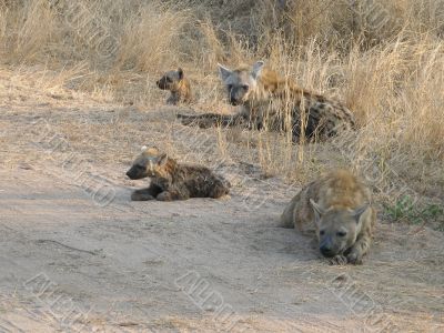 Hyenas