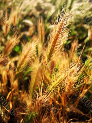 Wheat