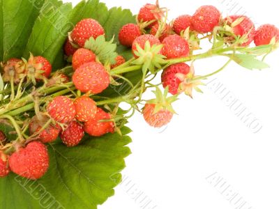 strawberry on leaves