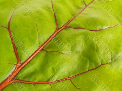 Green sheet