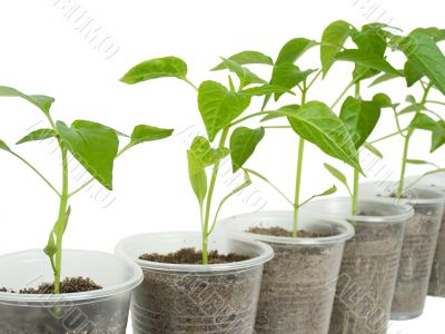 sprouts