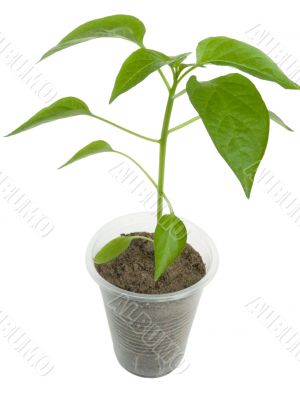 sprout