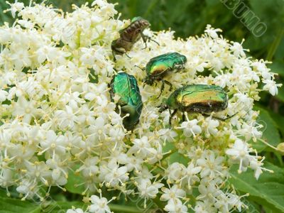 Summer beetle