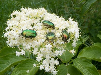 Summer beetle