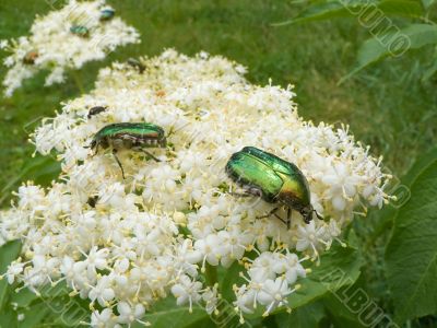 Summer beetle