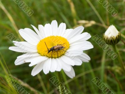  Summer beetle