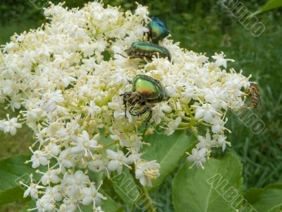 Summer beetle