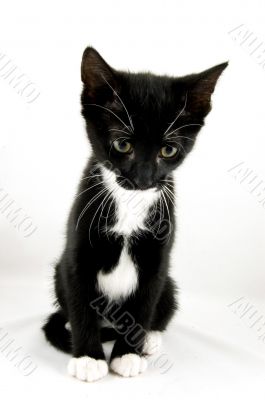 cute kitten watching