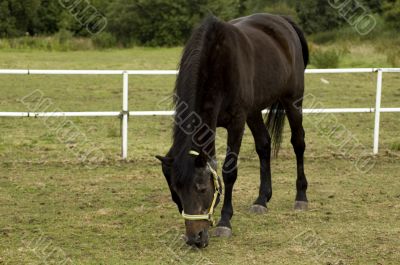 dark brown horse grazing on land