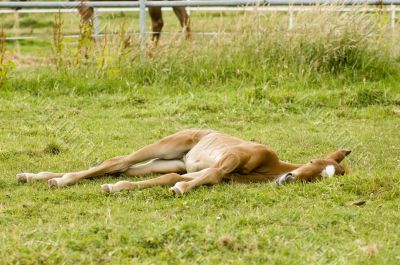foal is sleeping