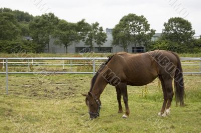 brown female horse