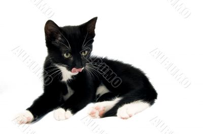 baby kitten with tongue out of mouth
