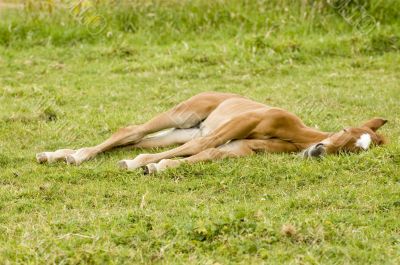 young foal laying in the grass