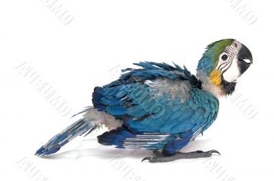 baby macaw