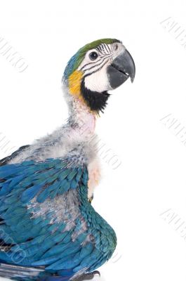 baby macaw