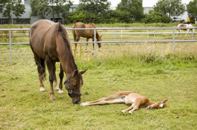 mother and foal