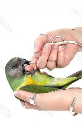 green parrot
