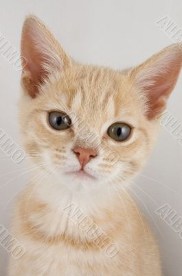cute little cat