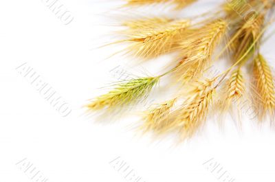 Wheat on white