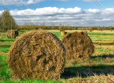 Intorted rolls of hay on the autumn field