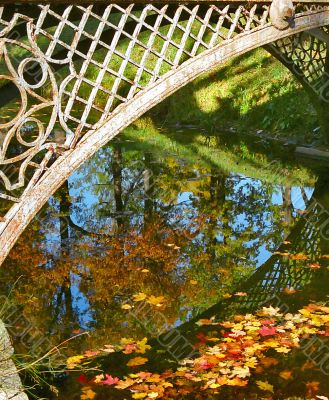 Fallen leaves in water