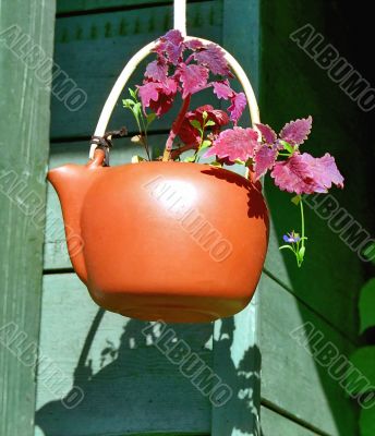 Houseplant in red teapot