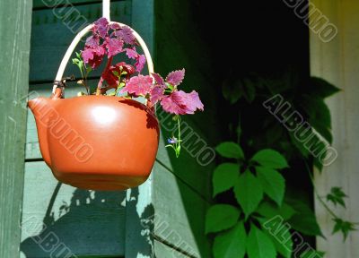 Houseplant with flower in red teapot