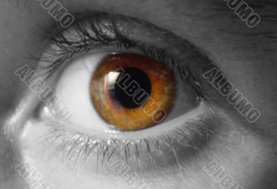 eye macro