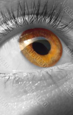 eye macro